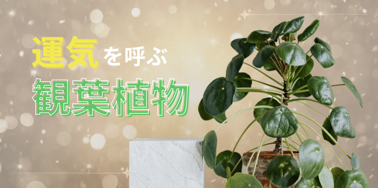 運気を呼ぶ観葉植物